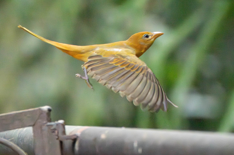 10_Female Scarlet Tanager