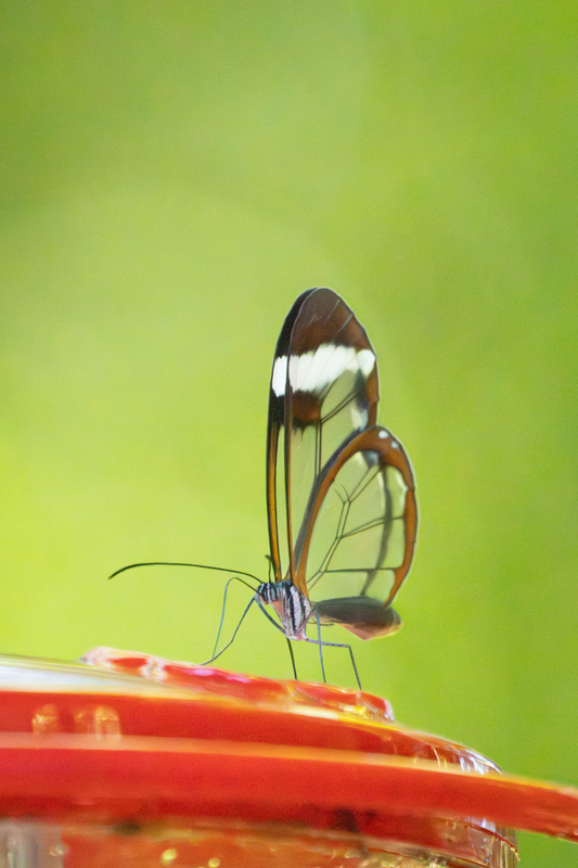 10_Glasswing Butterfly