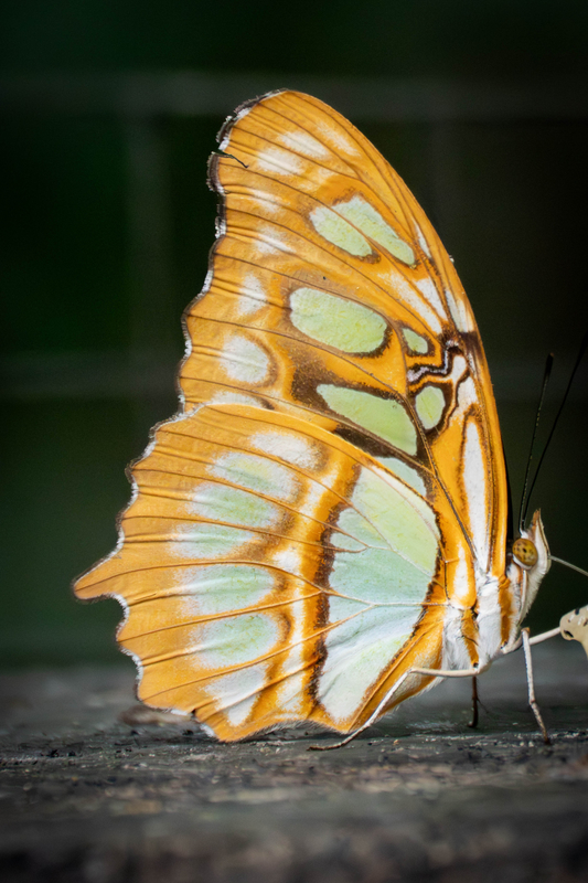 10_Malachite Butterfly