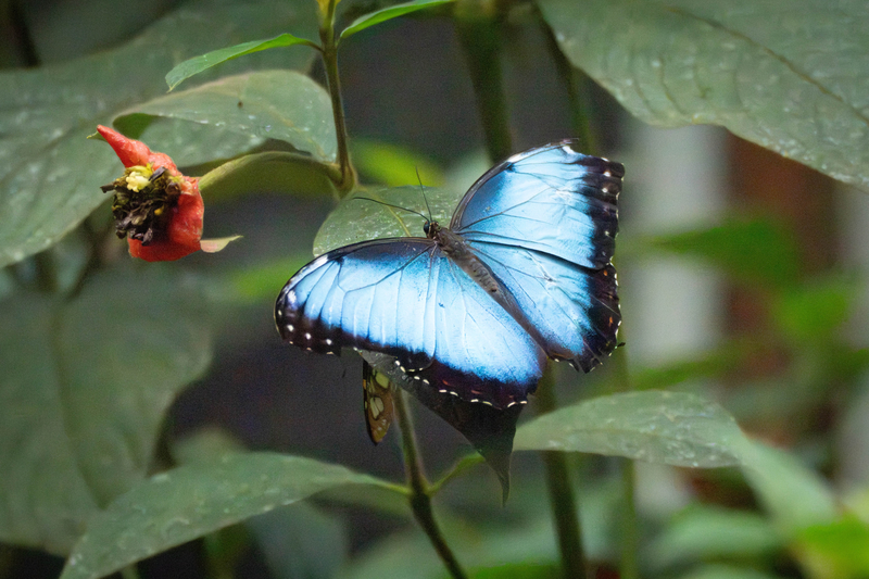 Blue Common Morpho