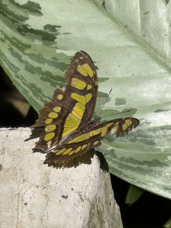 Malachite Butterfly