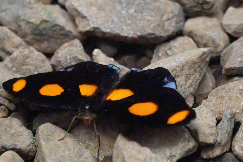 Orange Spot Butterly