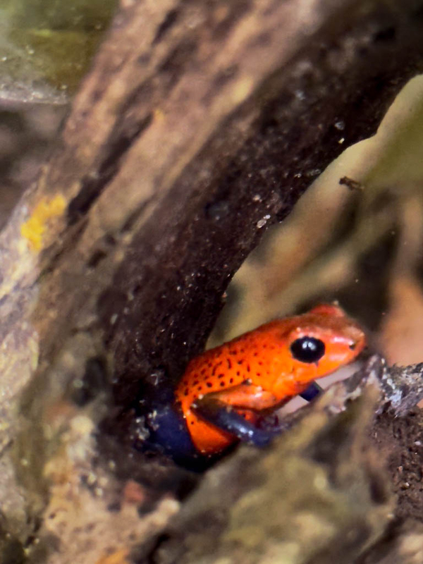 Poison Dart Frog