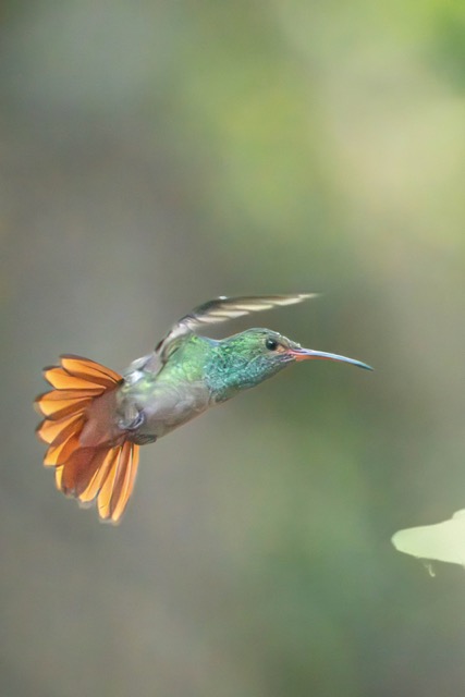 Rufous-Tailed Hummingbird