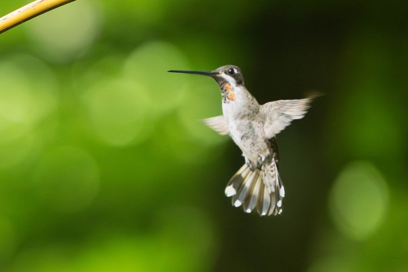 Plain-Capped Starthroat