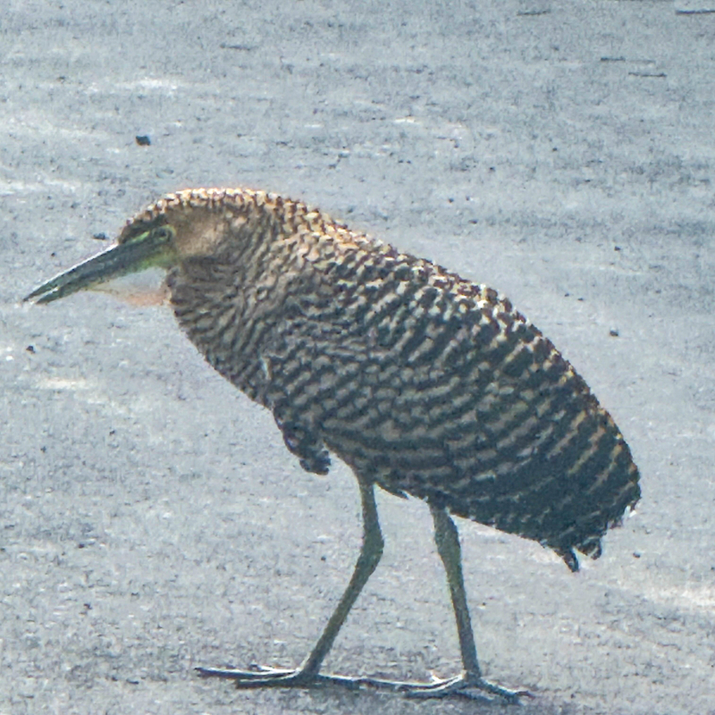 Bare-Throated Tiger Heron