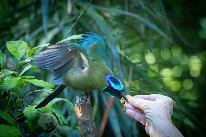 Hand-Fed Lunch
