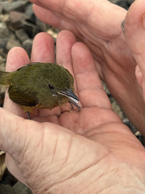 Olive-Sided Flycatcher