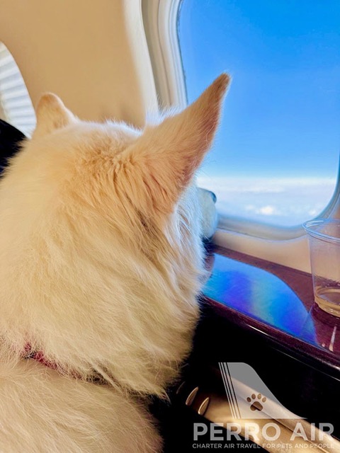 Perro Air Passenger