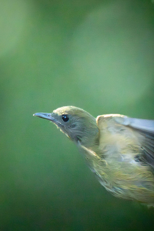 Palm Tanager