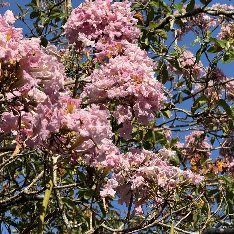 Pink Trumpet Tree