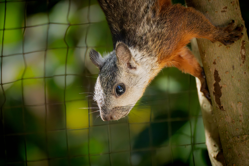 Return of the Squirrels