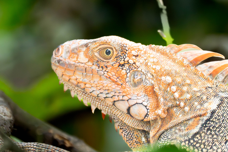 Trump-Colored Lizard